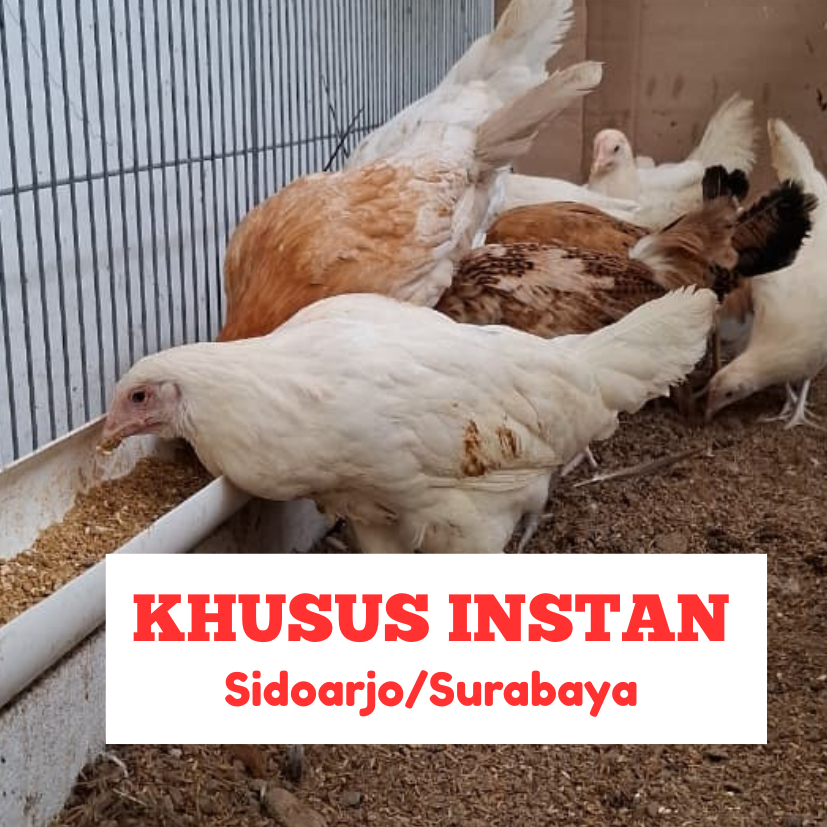Ayam Elba Petelur Pullet Unggulan FaziFarm Usia 3-4 Bulan