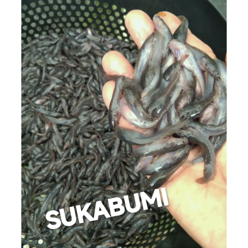 paket 30 ekor bibit lele Sangkuriang kualitas unggul ukuran 6 - 7 cm bonus pakan