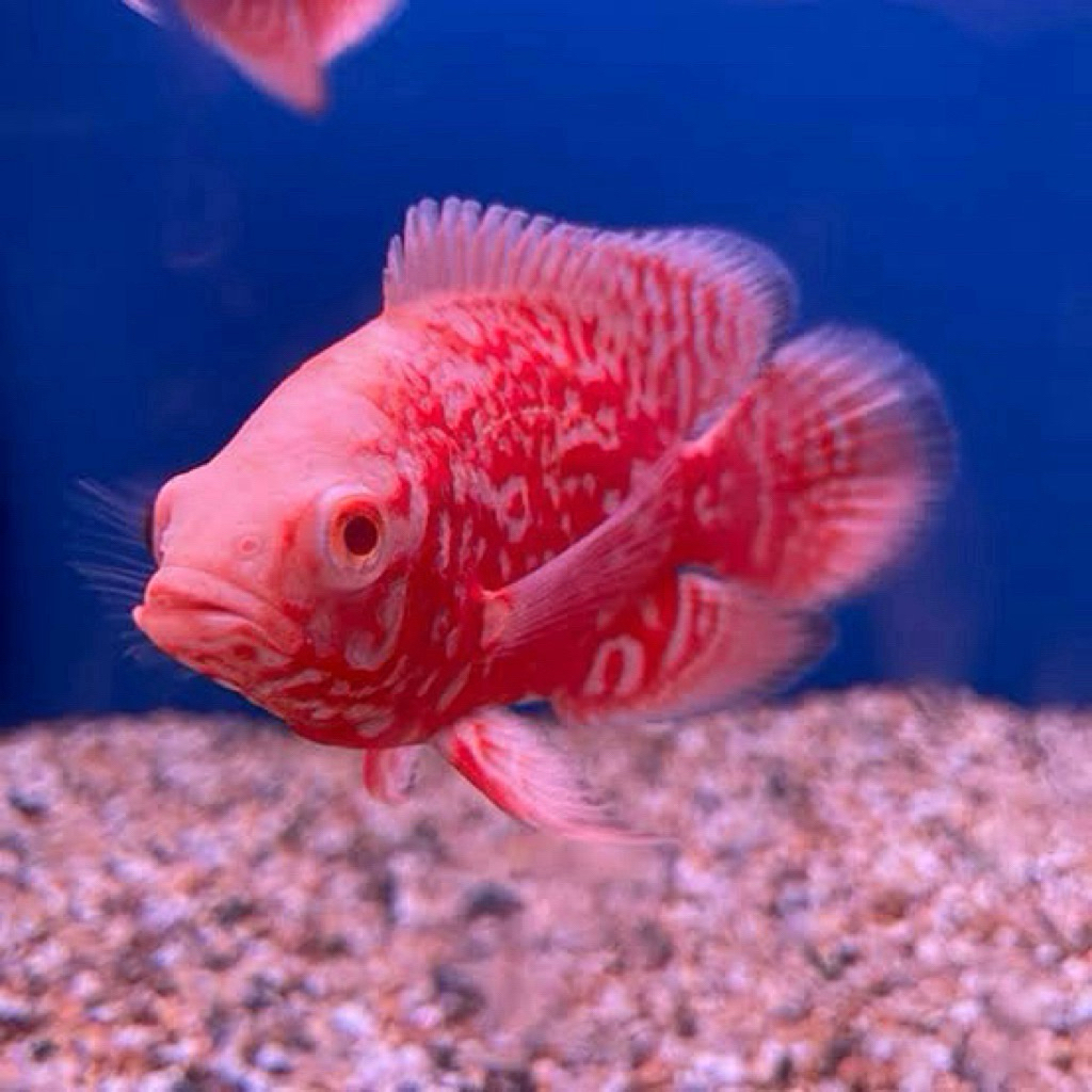 Oscar Tiger Albino Good Marking import 10-12cm high body