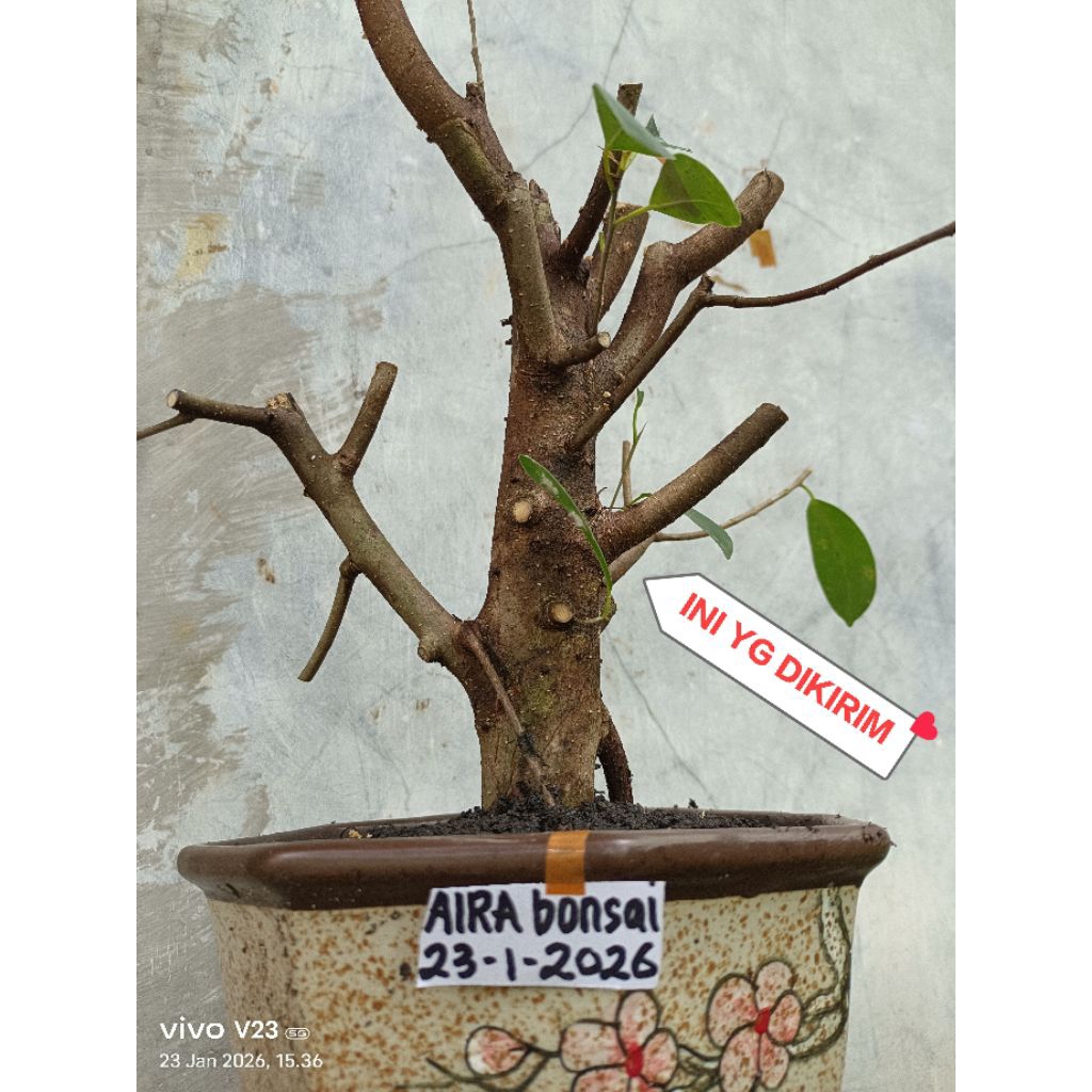 bahan bonsai iprik silver pucuk merah the max