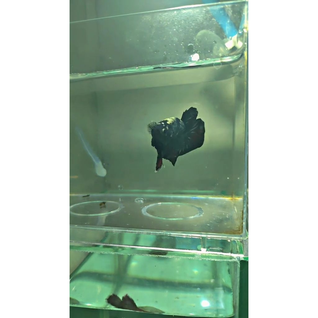 ikan cupang Avatar vampire