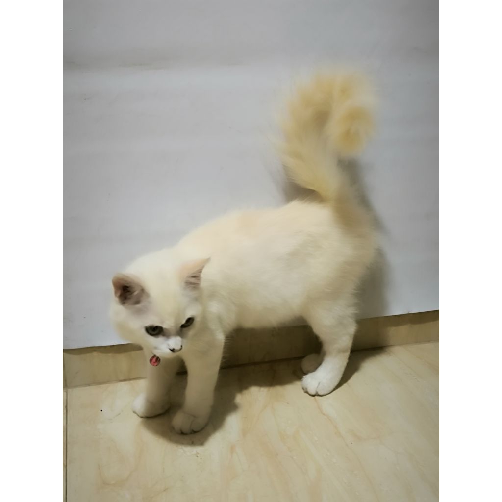 Kitten betina Persia khusus gosend
