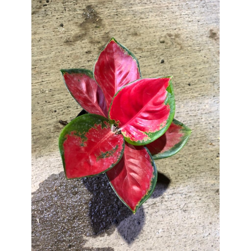 Aglaonema Suksom Mangkok size medium bukan kecil