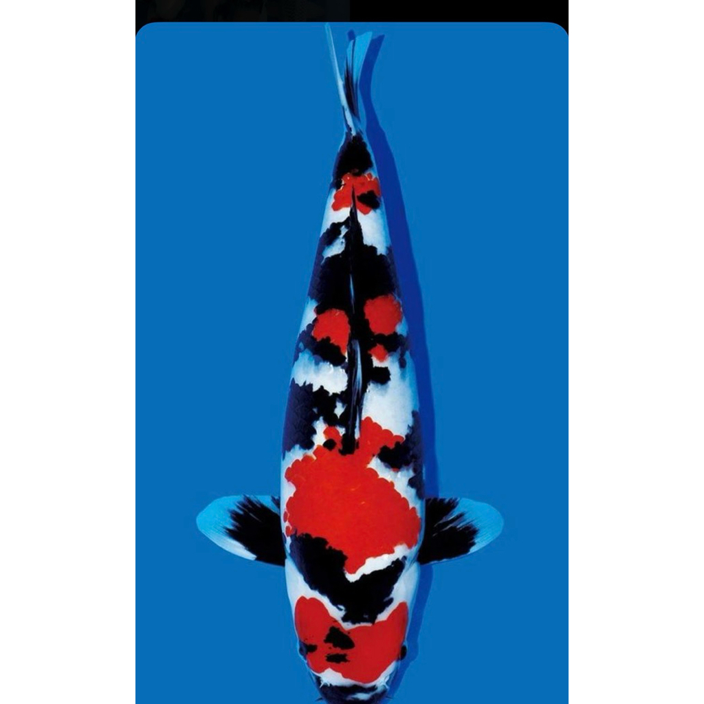 PROMO MURAH Koi showa super cantik size 20-25cm blitar grade a