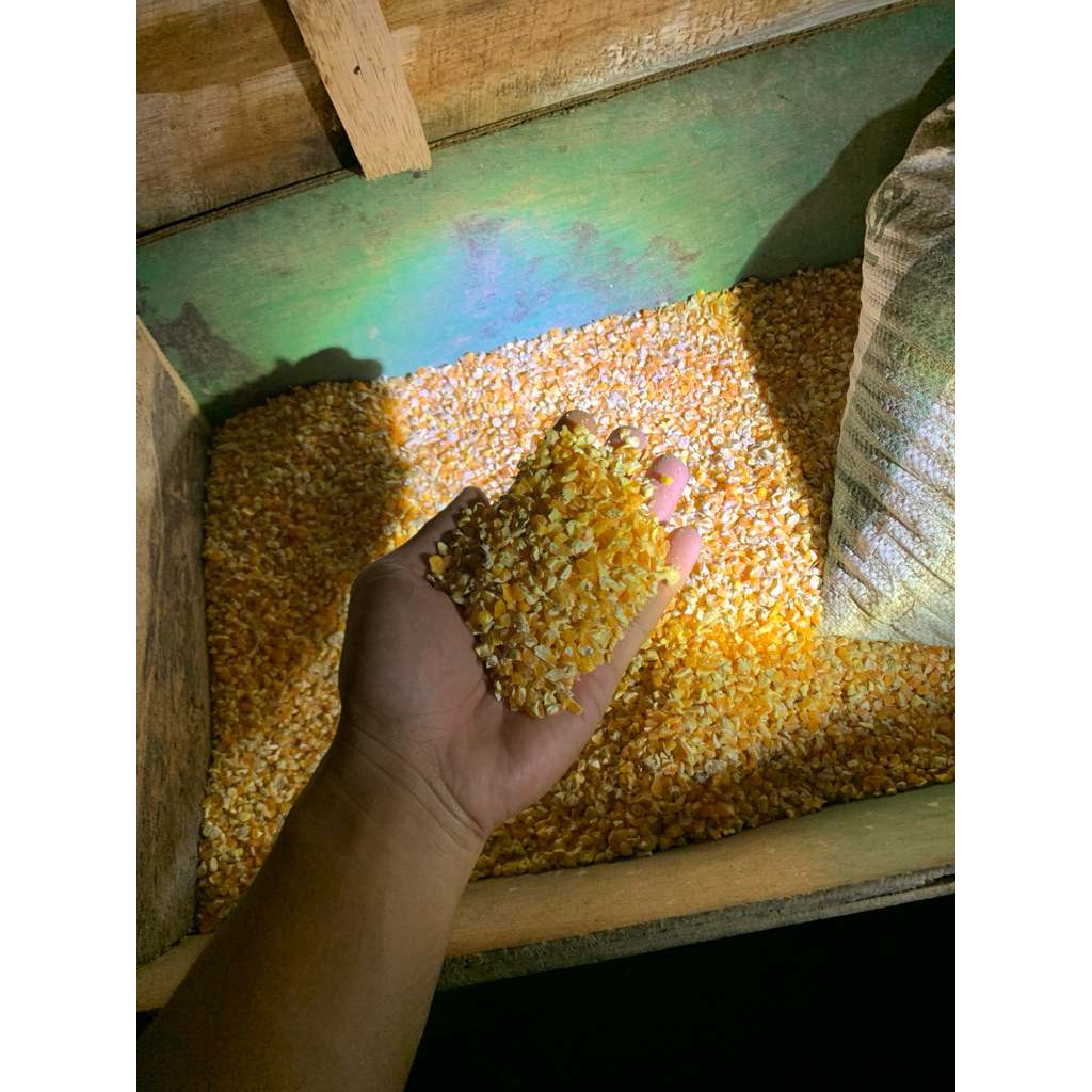 jagung giling kering