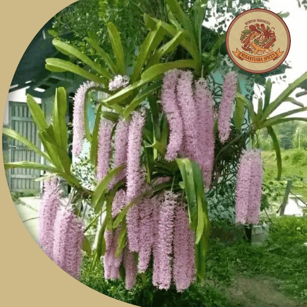 Paket 5 Anggrek ekor tupai | anggrek retusa | anggrek Vanda spesies DEWASA