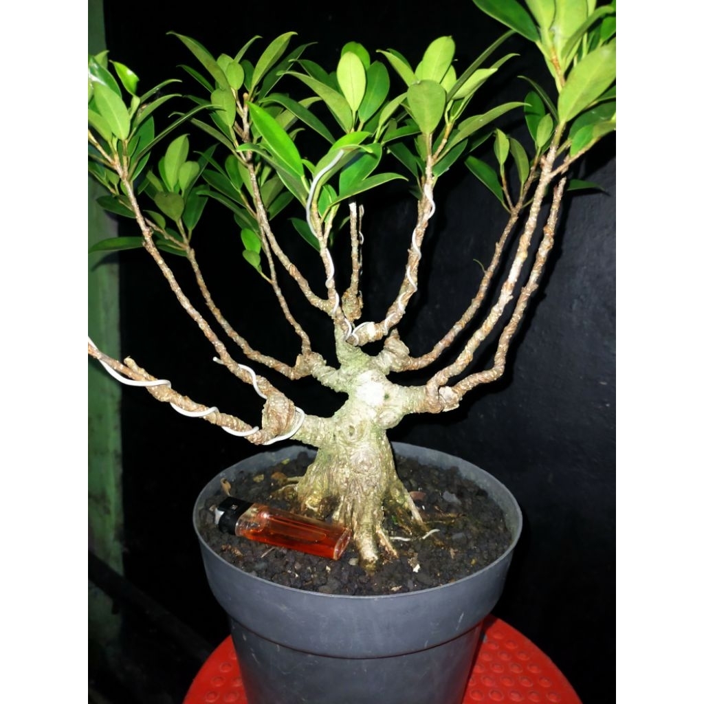 program bonsai mini Kimeng
