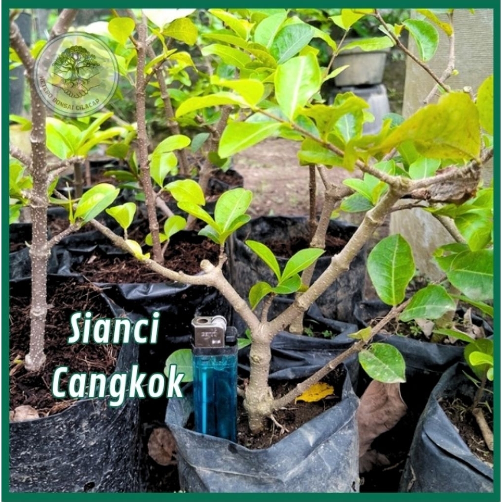 Bibit Bonsai Sianci Hasil Cangkok