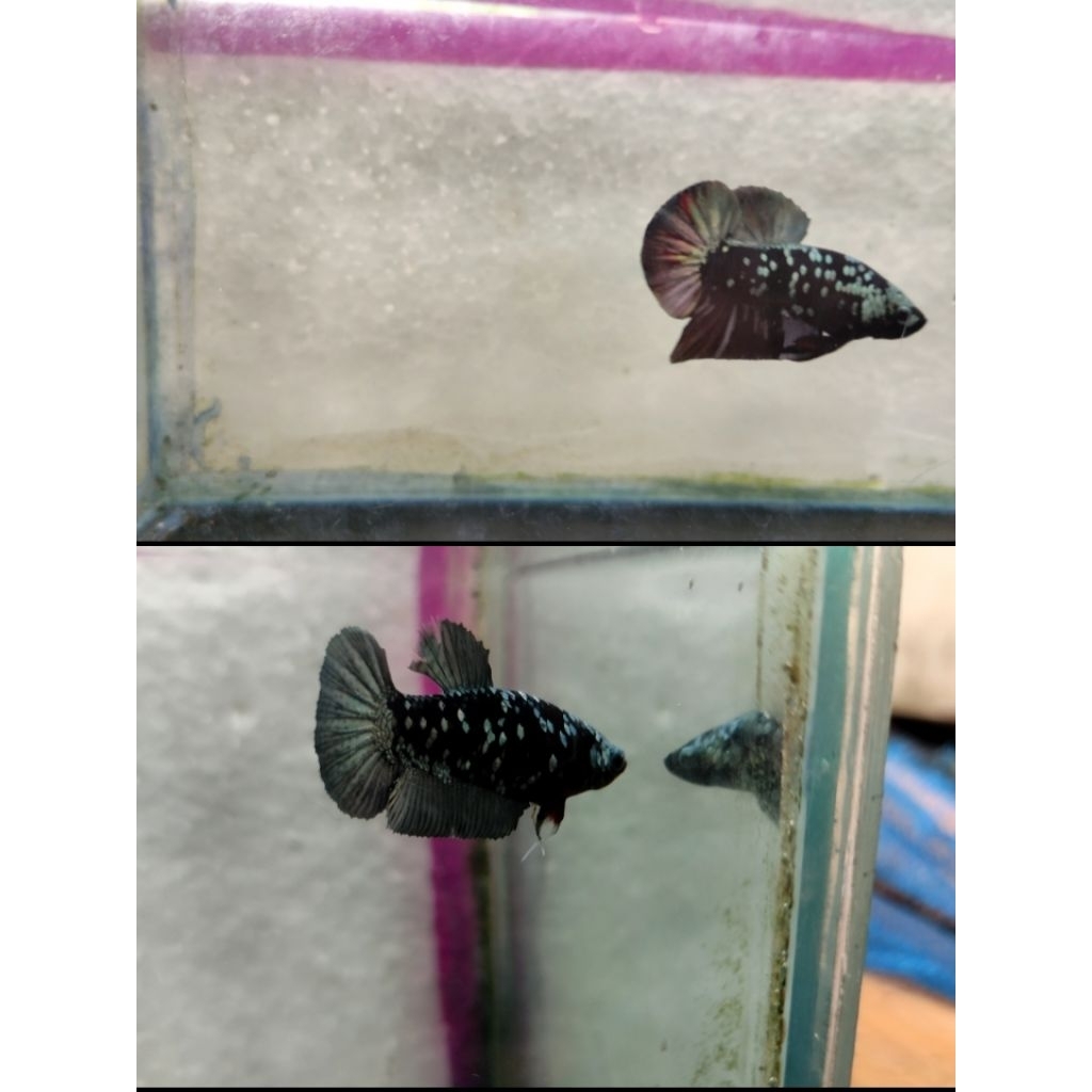 AVATAR COOPER RINTIK SEPASANG