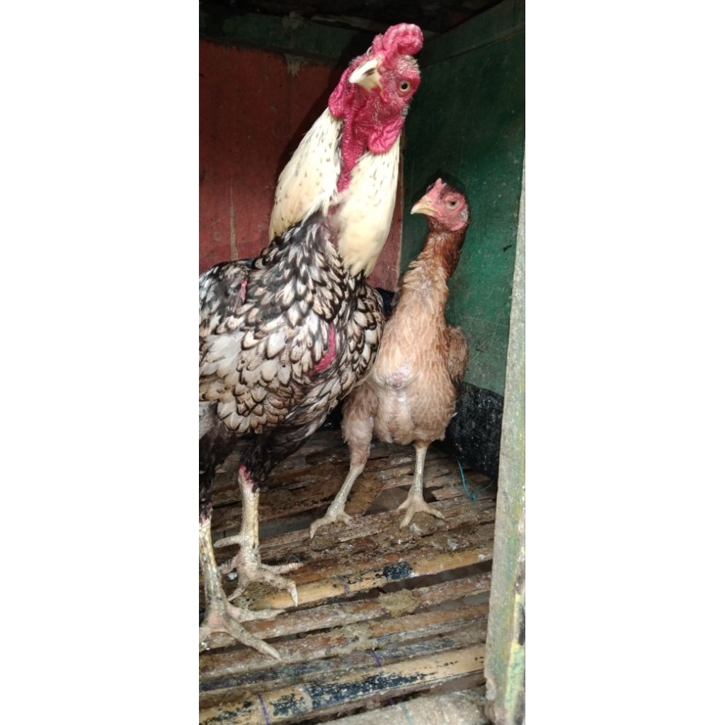 AyamINDUKAN Betina ORIGINALYokeree