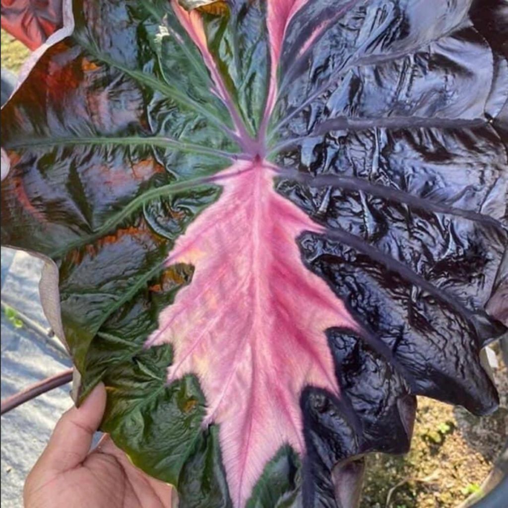 [NEW] Colocasia thunderstrom// Colocasia tropical strom// TANAMAN HIAS KOLEKSII