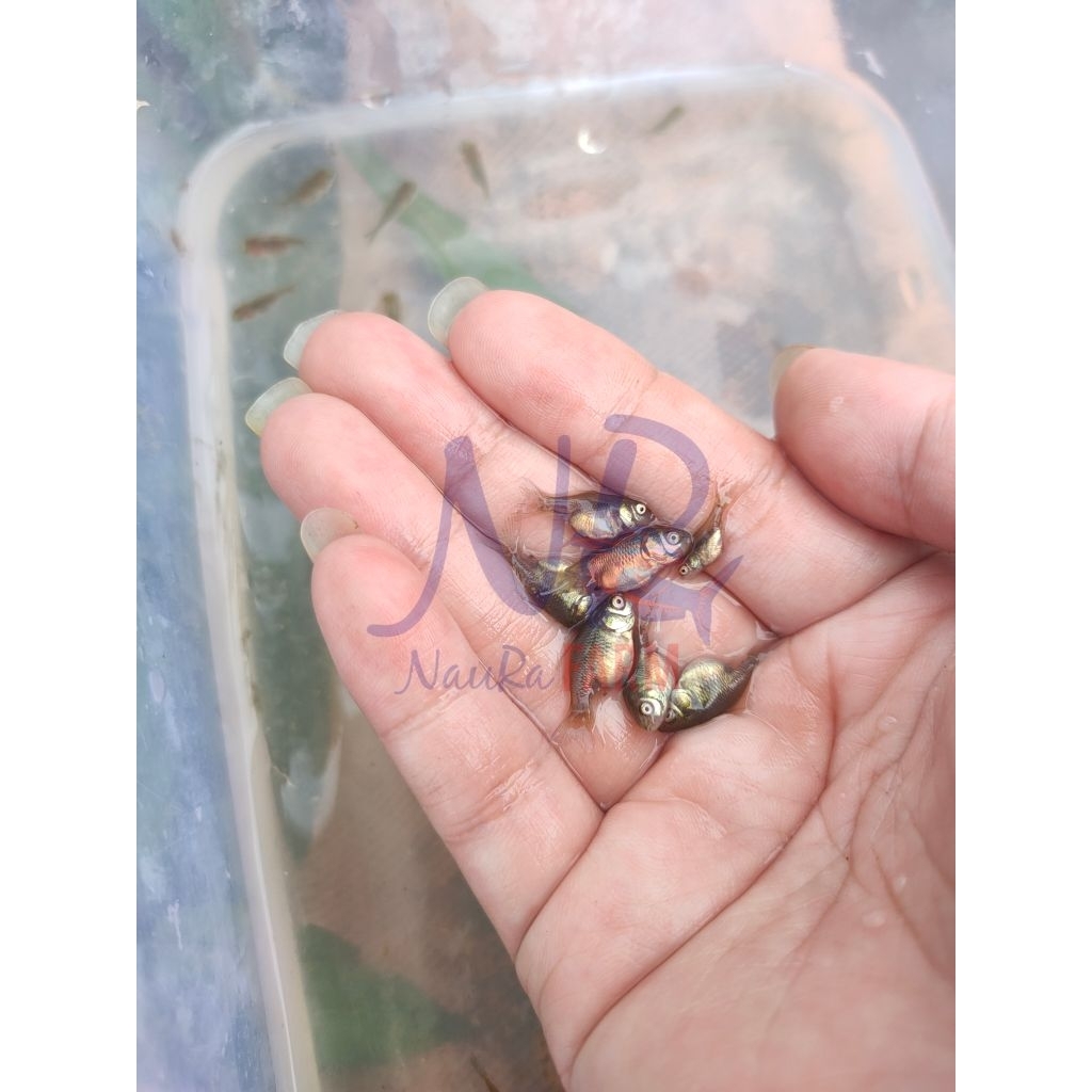 Bibit Burayak Ikan Koki Oranda Hias mix color size xs super mini