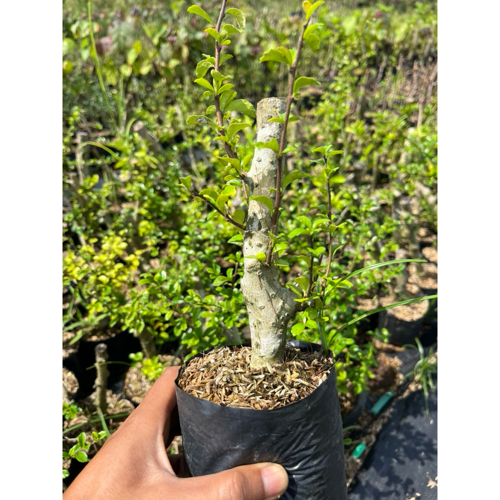 BAHAN BONSAI HOKIANTI BUNGA