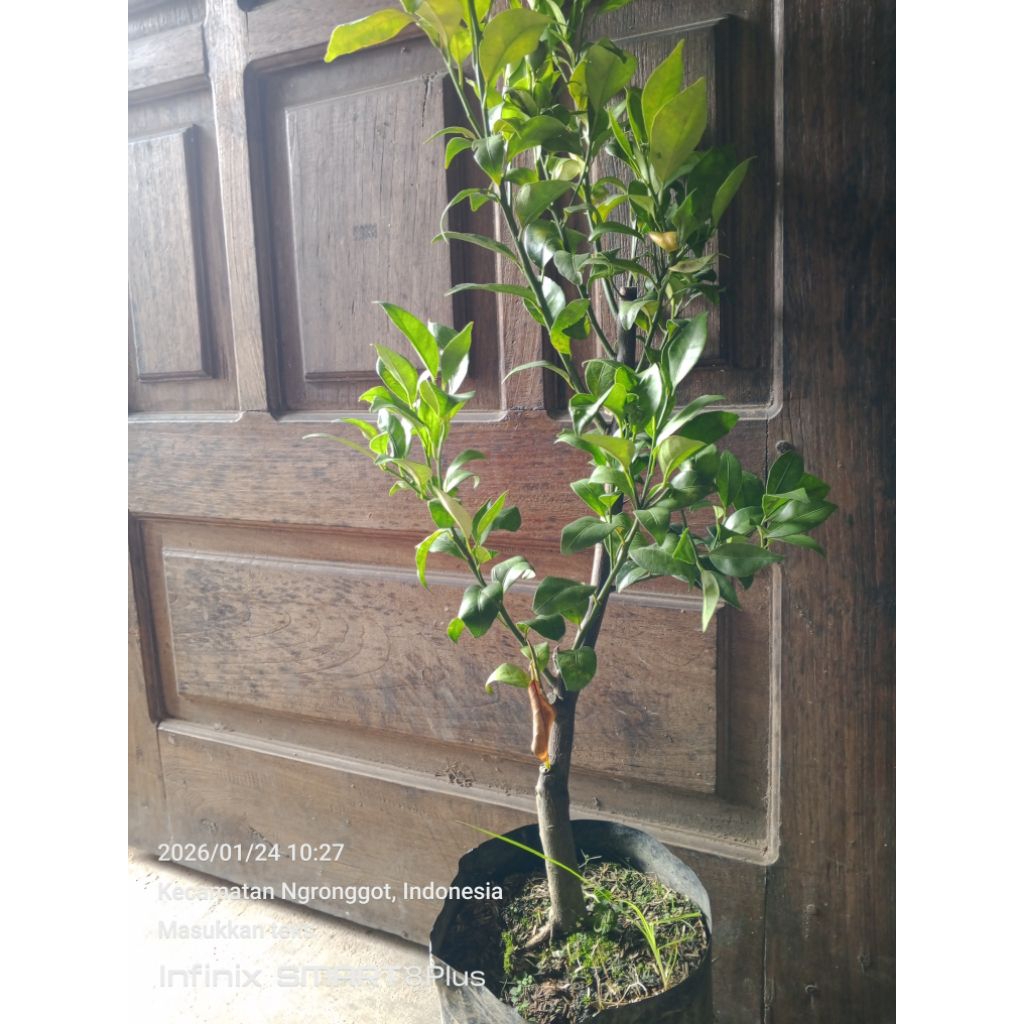 bibit jeruk keprok madu