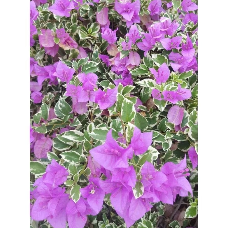 Bougenville Singapur Varigata bunga Putih - Bunga Kertas Merah Muda