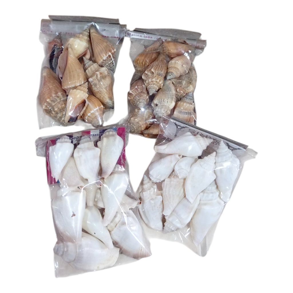 CANGKANG KERANG SIPUT GONGGONG PRAKARYA ANAK