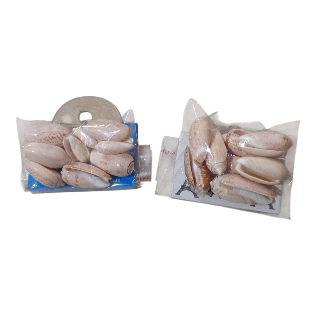 CANGKANG KERANG KUWUK PRAKARYA ANAK