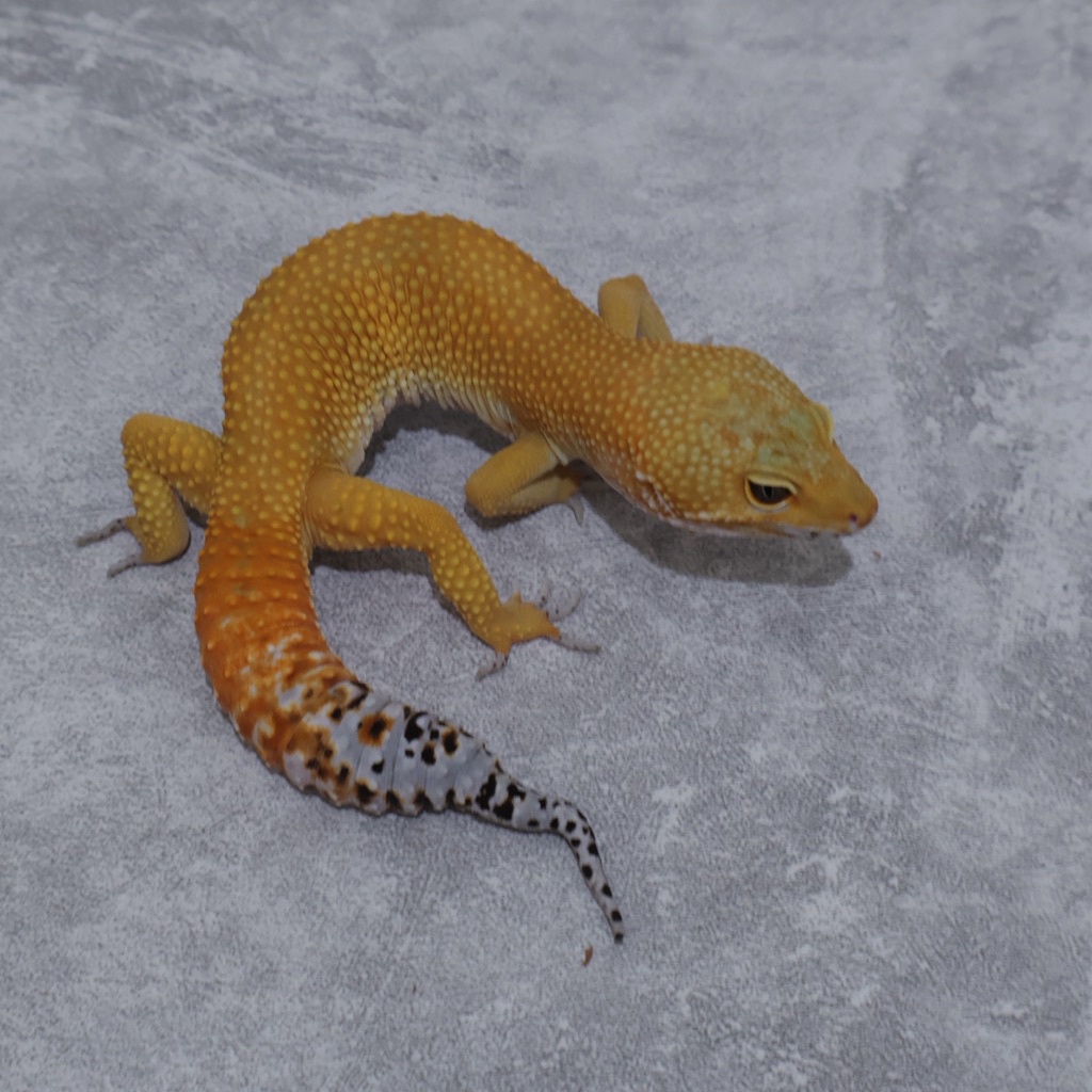 Figur Gecko SHTCTB