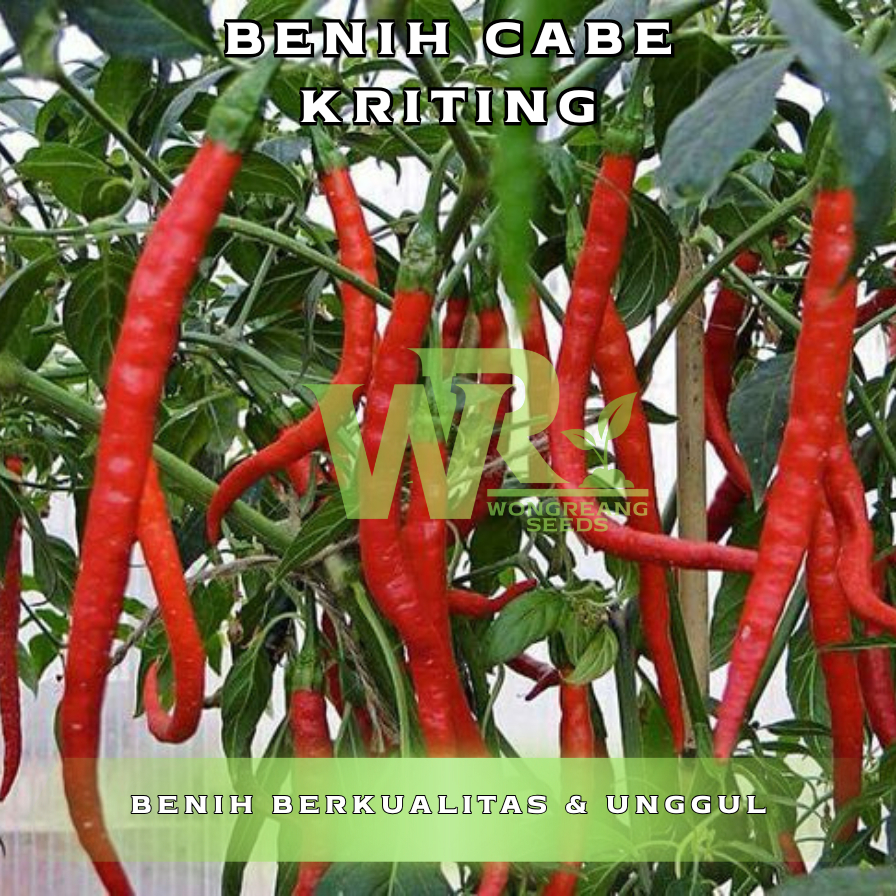 Benih Cabe Keriting 30 benih- Tahan Virus, Daya Tumbuh Tinggi