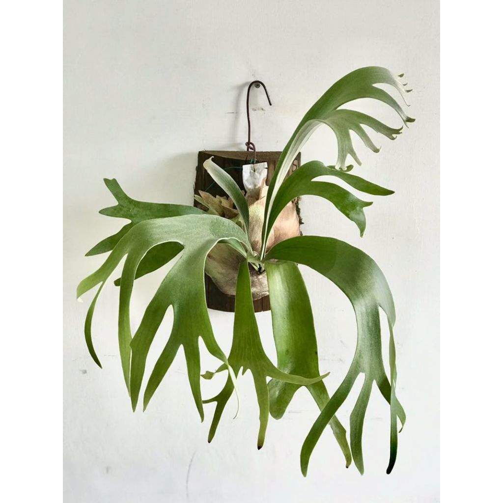 ( BISA COD ) Tanaman Hias Kadaka Tanduk Rusa Besar - Tanaman Hias Hidup