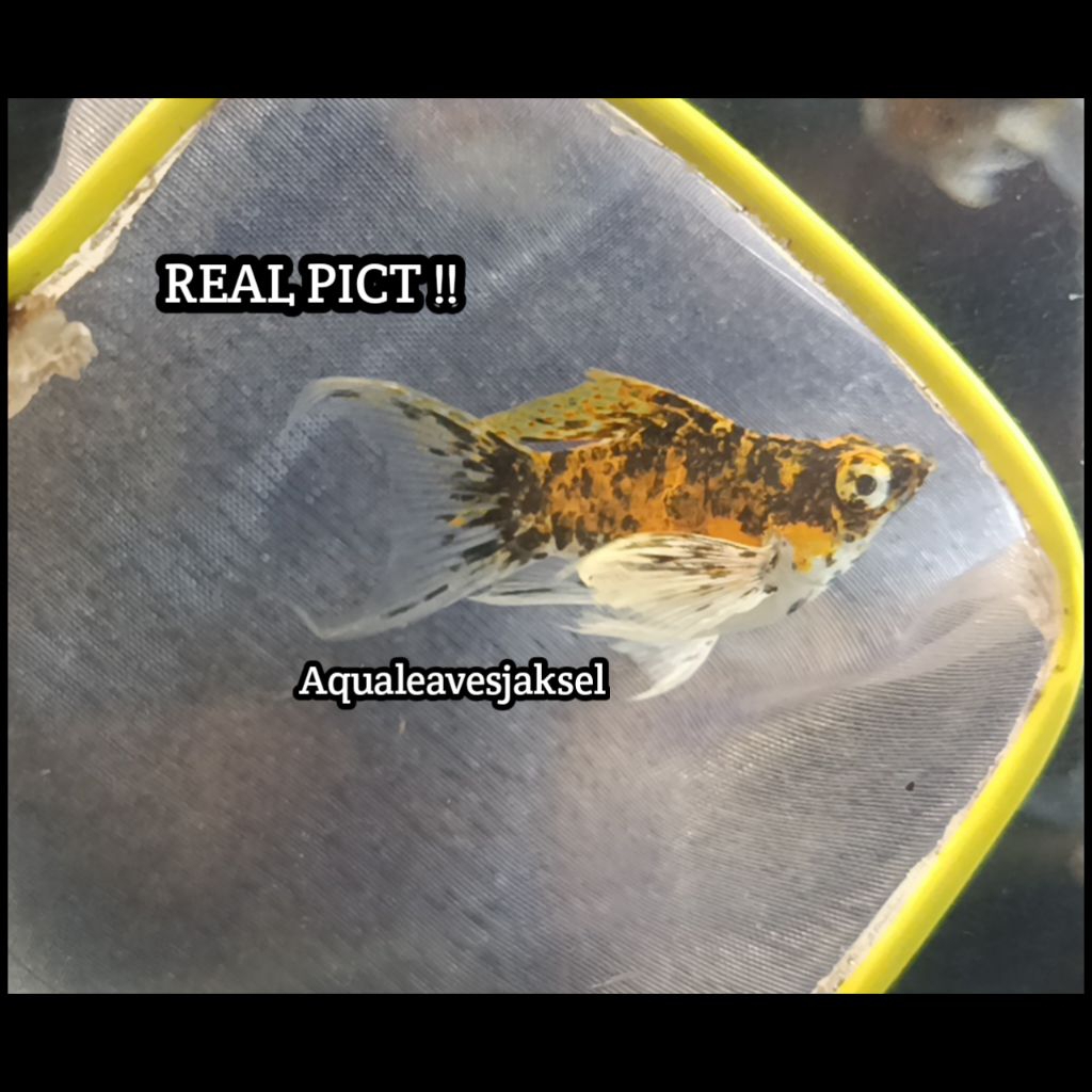 ikan molly calico merpati lyretail balon cawang