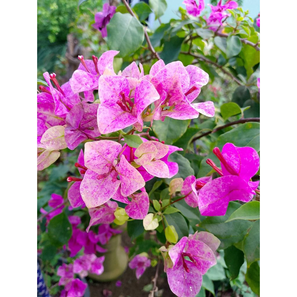 stek batang bougenville import Vietnam splash