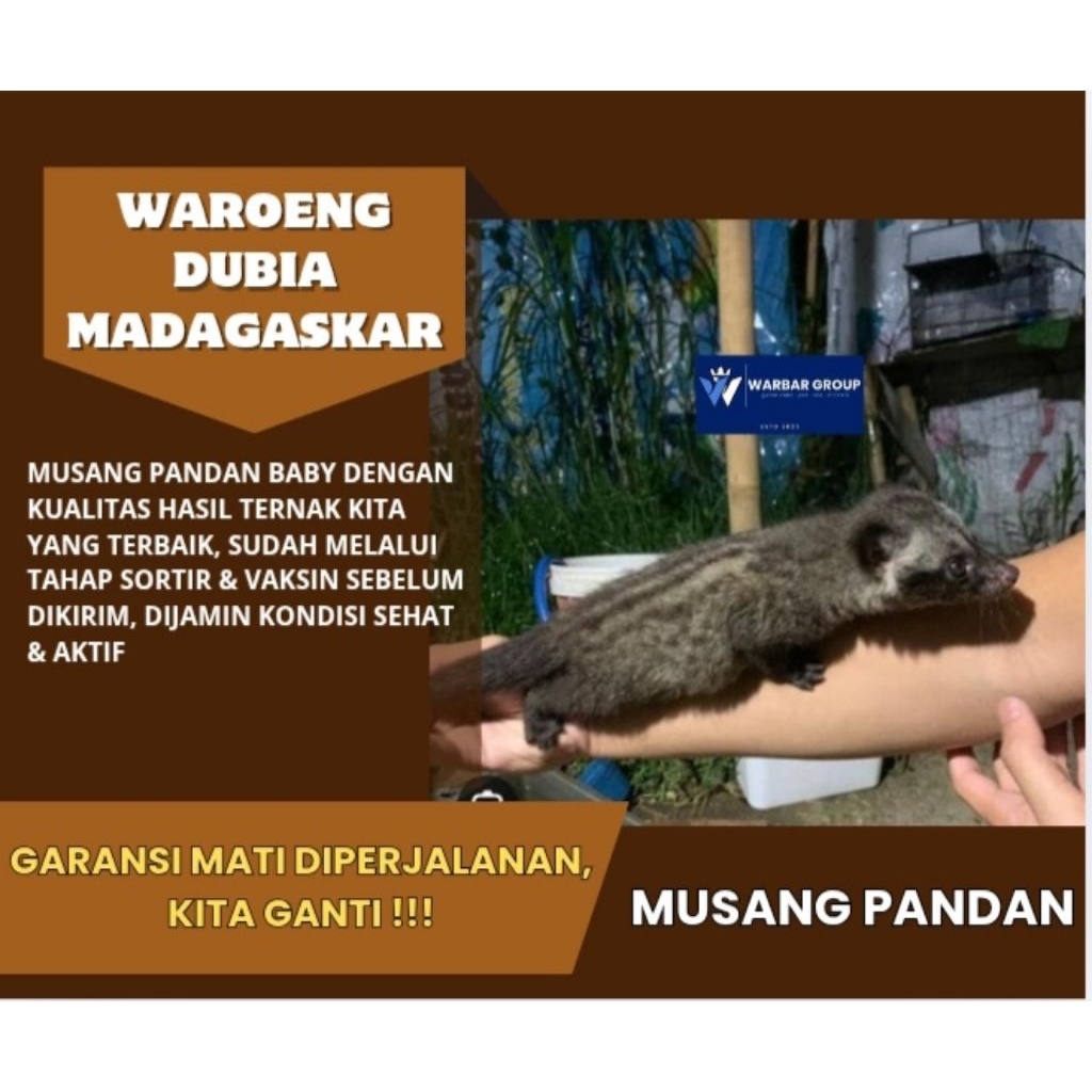 Musang pandan baby KUALITAS GRADE A ( GARANSI )