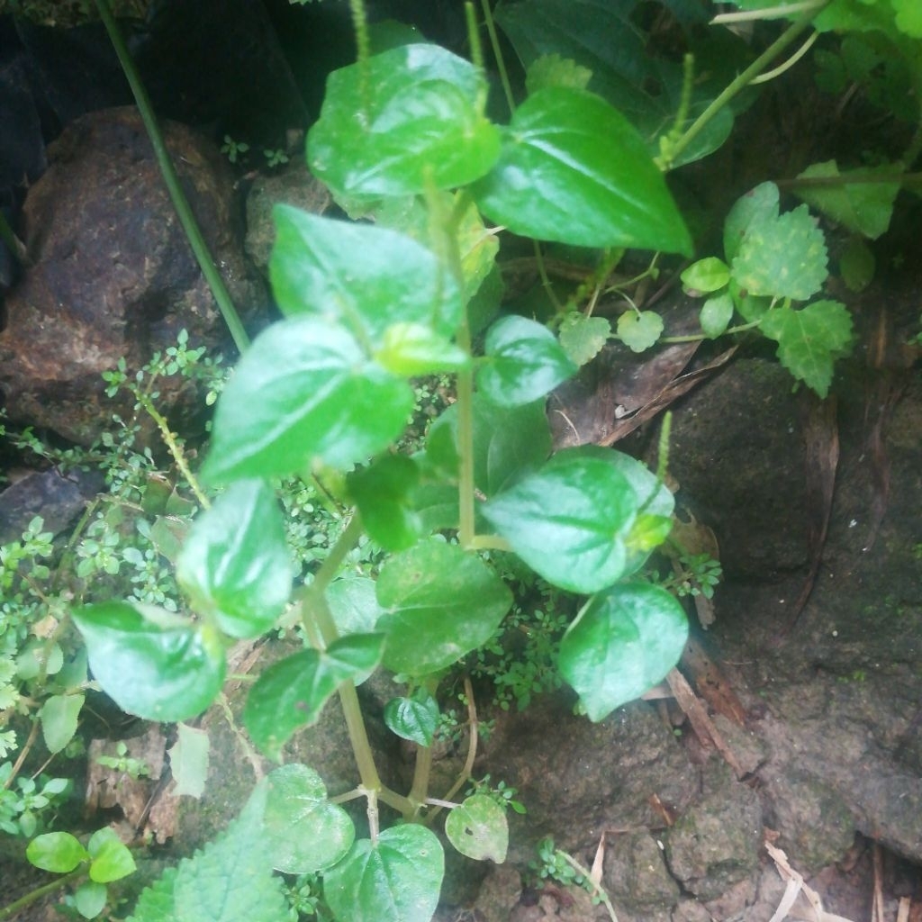 BIBIT TANAMAN HETBAL DAUN SIRIH CINA