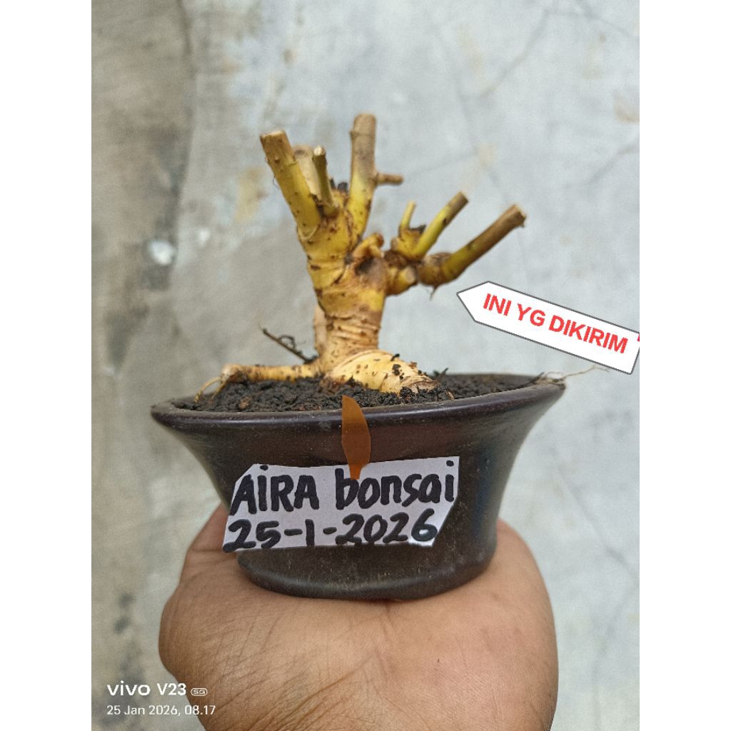 bahan bonsai serut mame