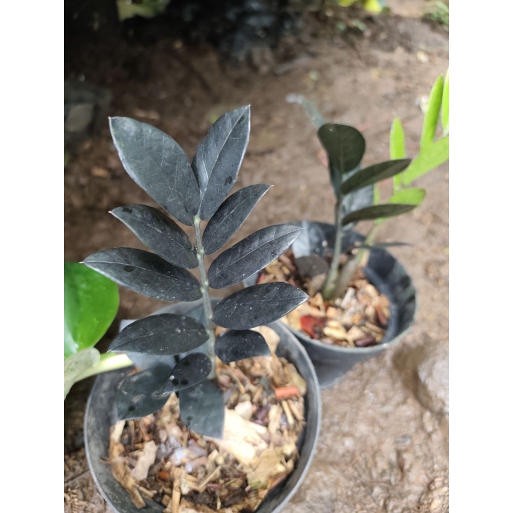 Tanaman Hias Zamioculcas zamiifolia 'Black Raven' / ZZ plant Hitam + pot