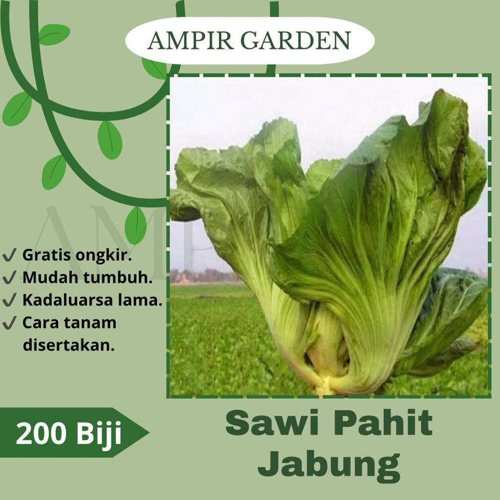 200 Biji Benih SAWI PAHIT JABUNG / Tanaman Sayuran Sawi Pahit Sayuran Hidroponik