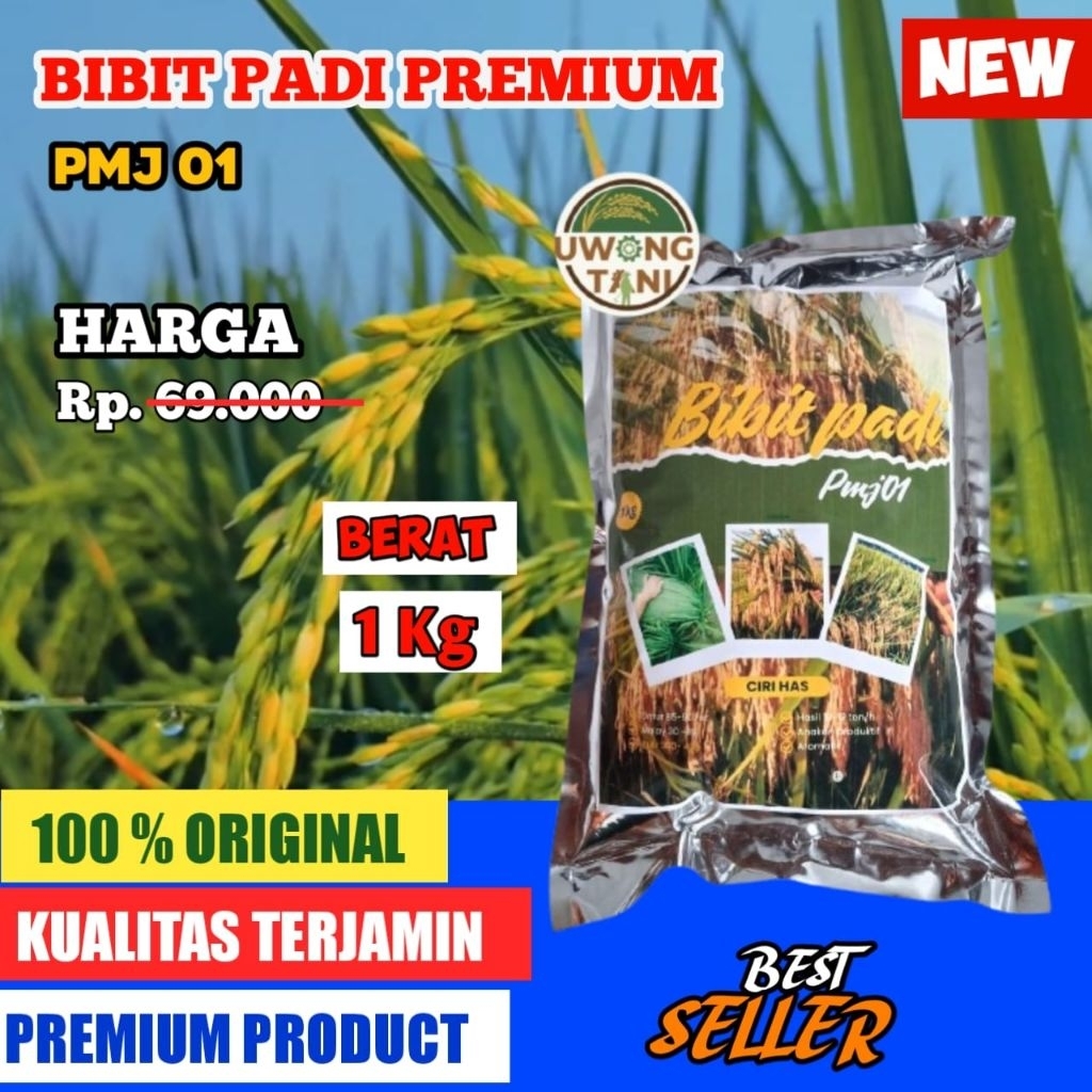 BENIH PADI BIBIT PADI UNGGUL PMJ 01 1 KG