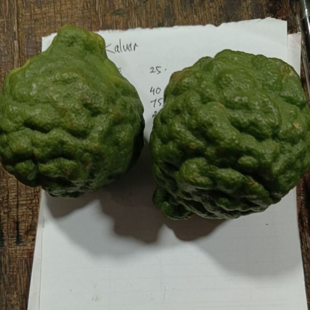 jeruk purut jantan dan betina.