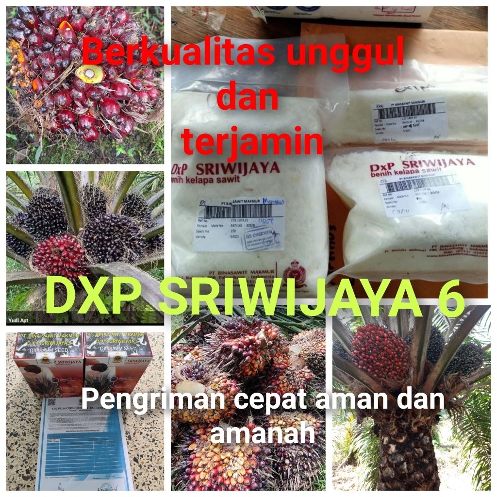 Bibit Benih Kecambah Sawit DXP SRIWIJAYA 6 (150 butir)