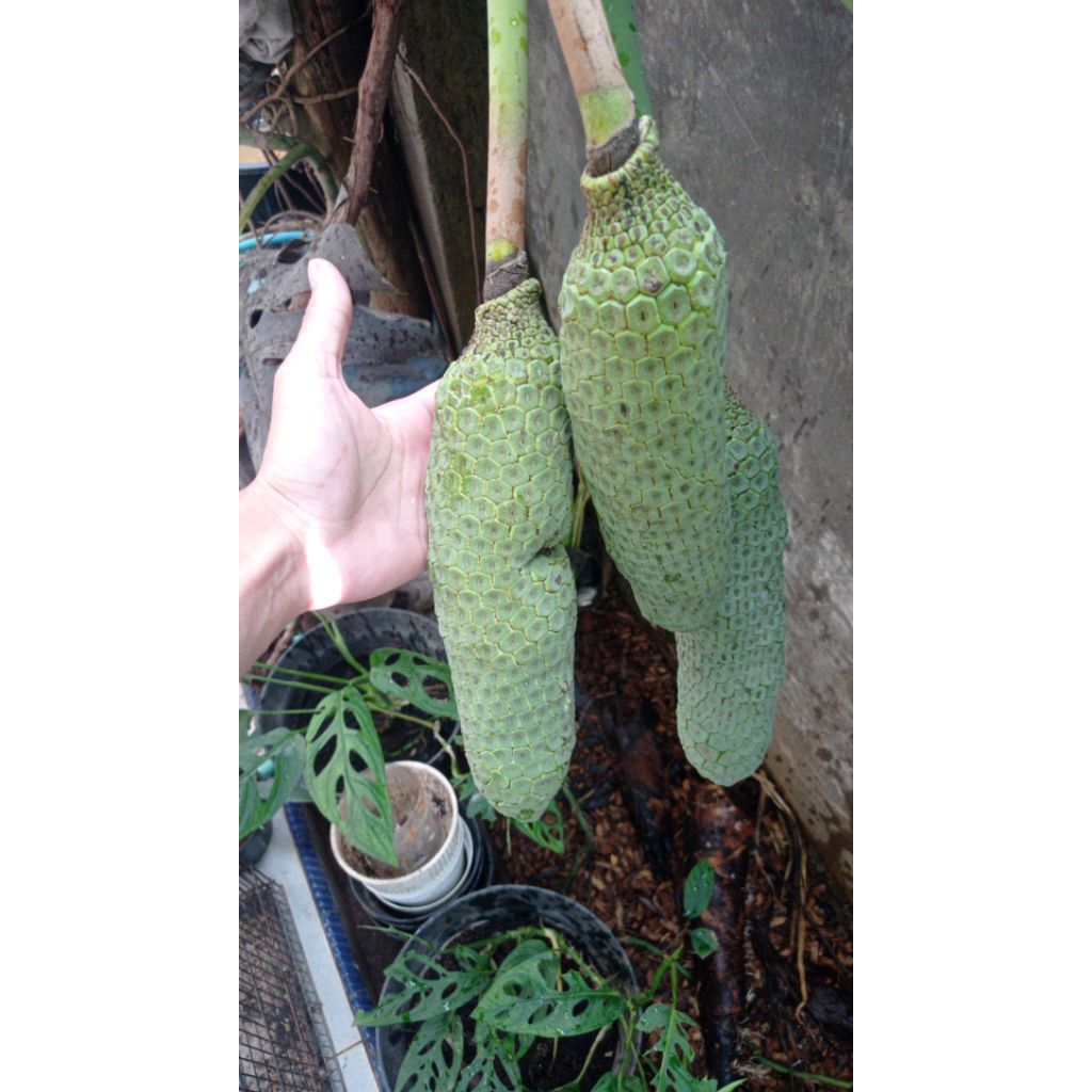 buah monstera