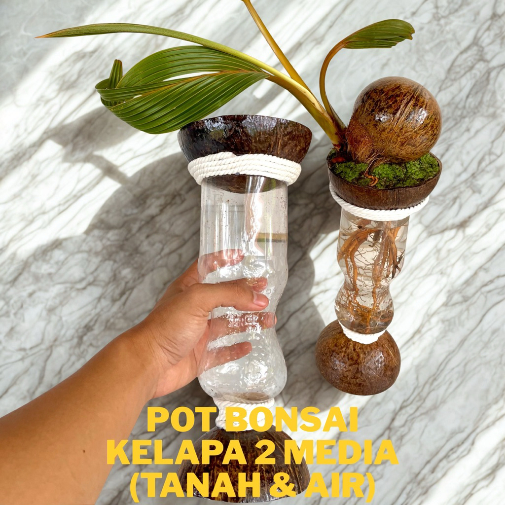 Pot bonsai kelapa dua 2 media Tanah dan Air - Pot bonsai kelapa minion