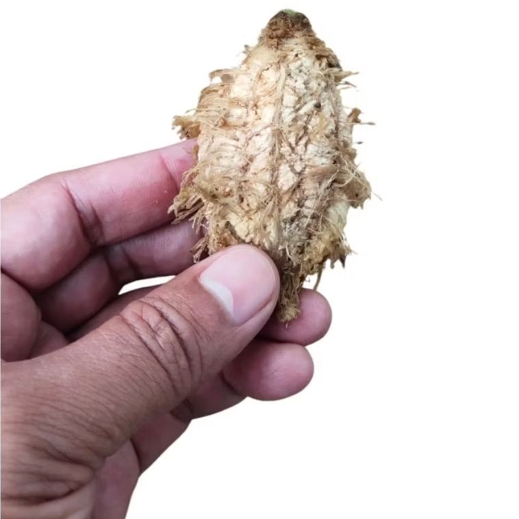 Biji ketapang laut, biji tua sudah disortir,dikupas & pilihan