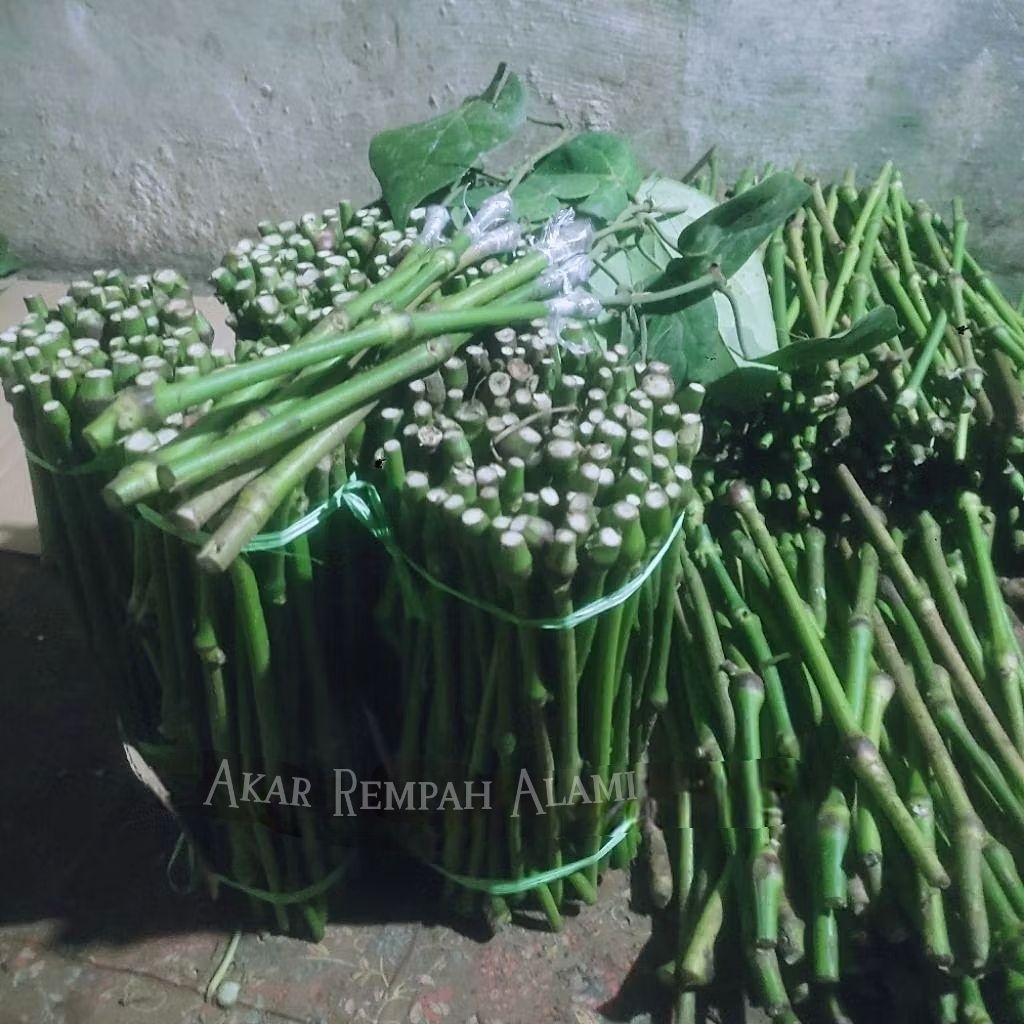 200 Stek Melada Lokal Bahan Sambung Lada merica/Bibit Melada Bahan Sambung