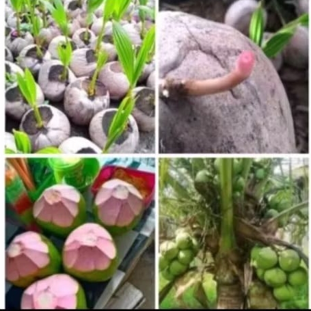 Bibit kelapa wulung asli akar batang warna merah asli