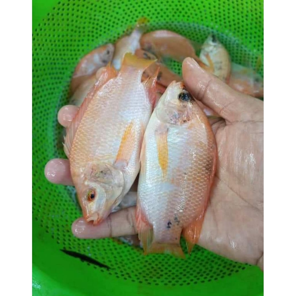 bibit ikan nila merah bangkok