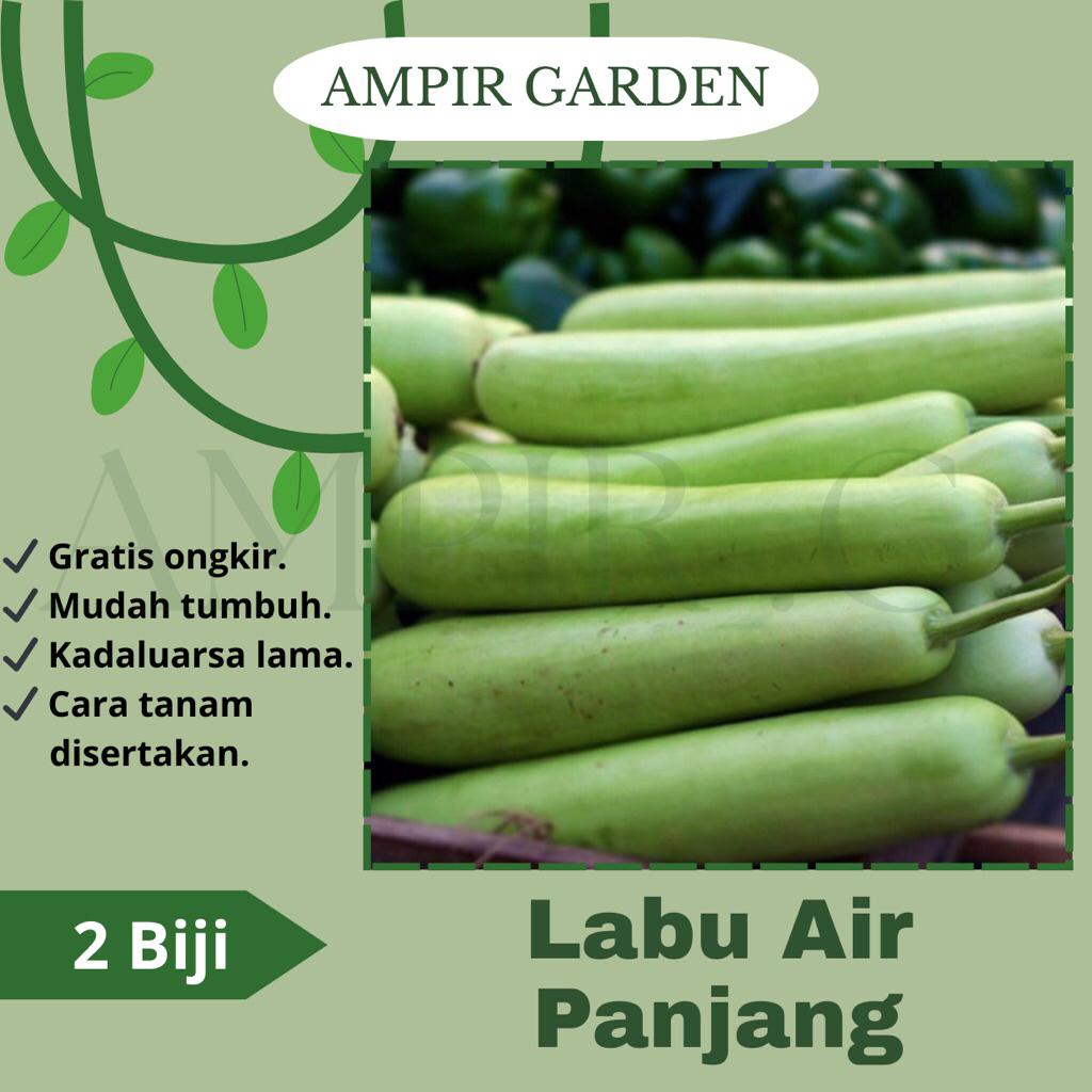 2 Biji Benih LABU AIR PANJANG - Labu Siam Hijau Bibit Sayuran Waluh