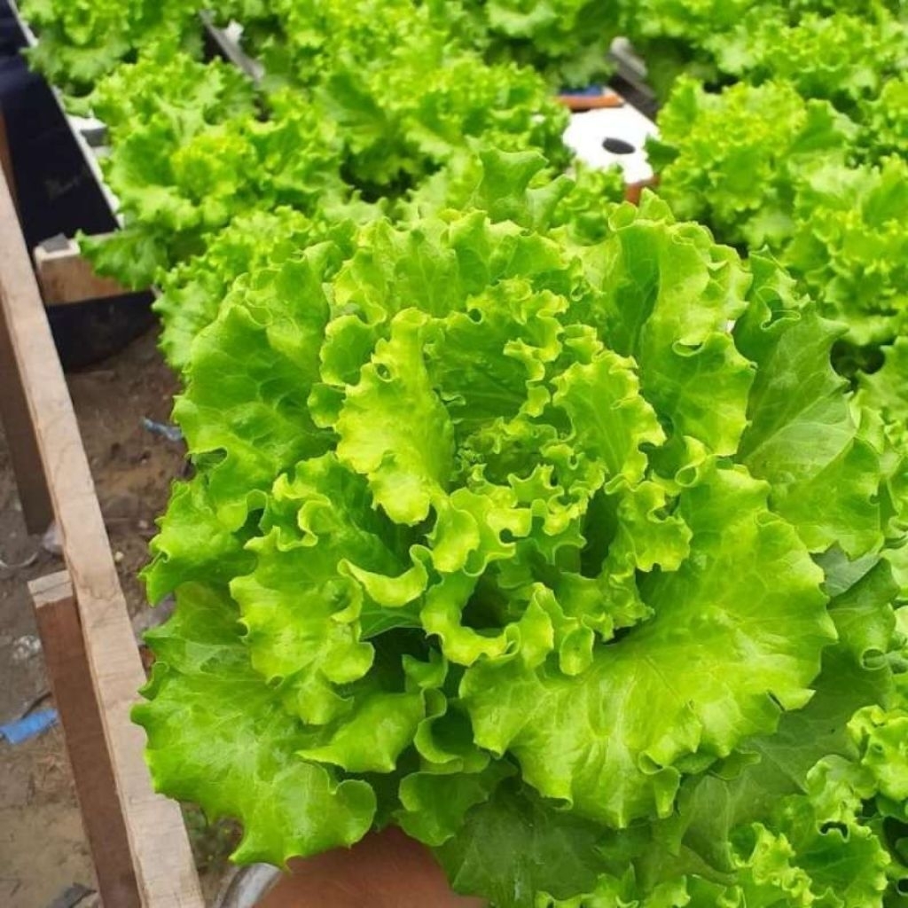 Benih Selada F2 (Caipira) 1gram