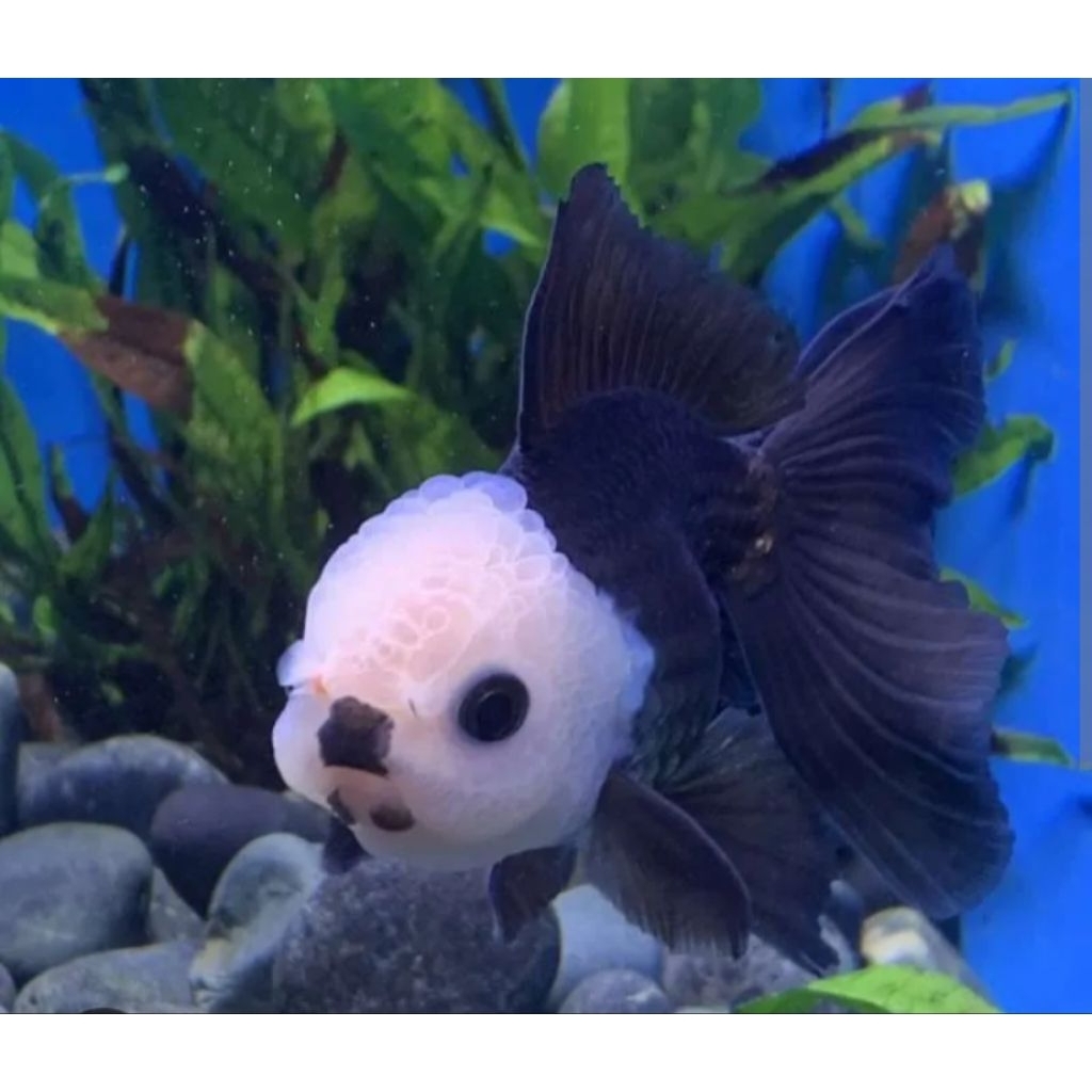 Ready ikan koki panda ikan hias air tawar