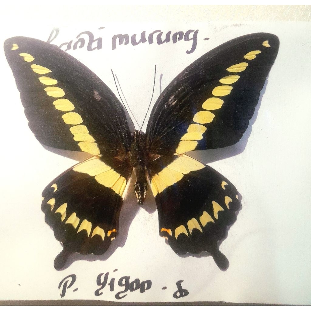 koleksi kupu kupu/kupu kupu asli/hobi/awetan/texydermi