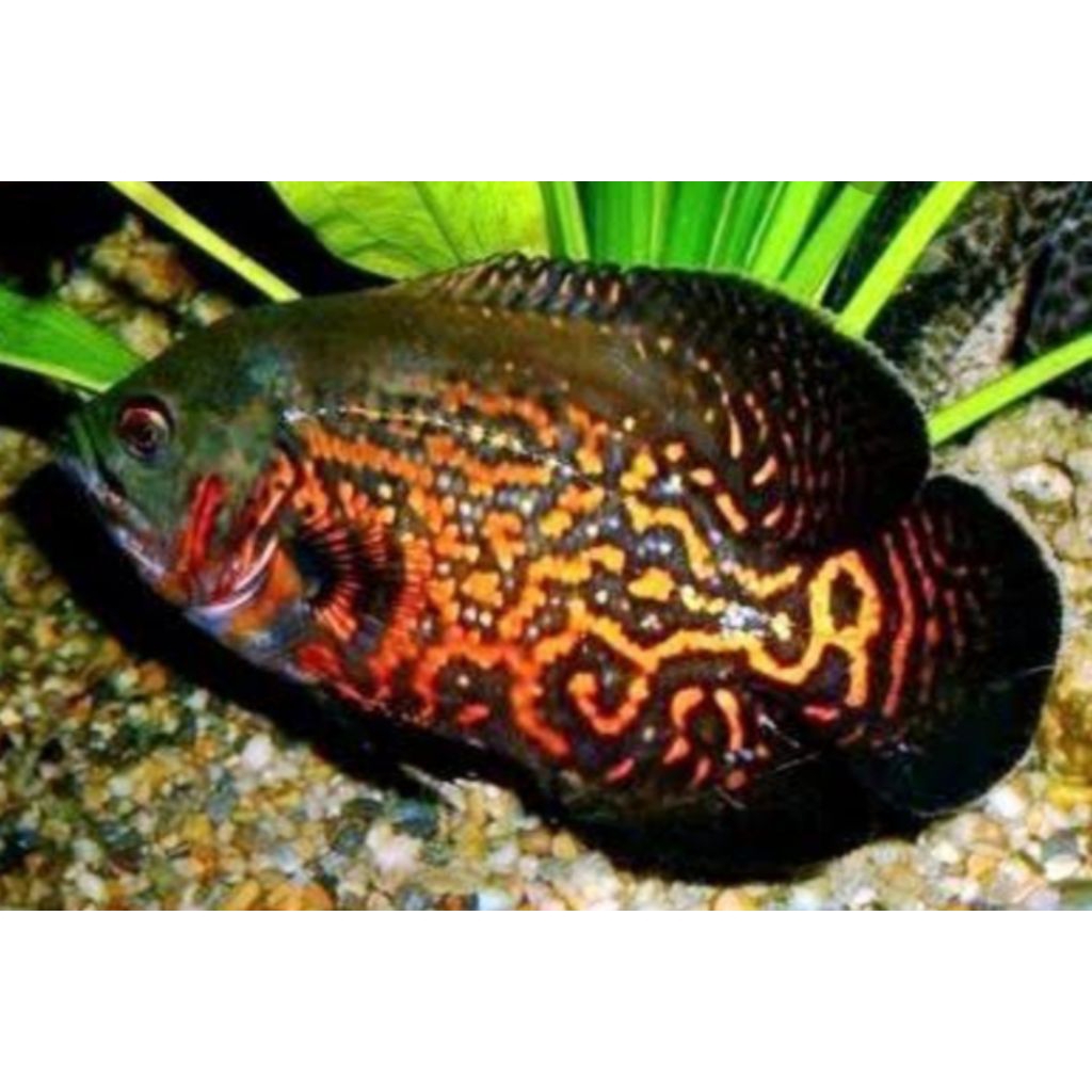 Ikan Oscar Tiger Batik 7-8 cm - Tampilan Unik, Sehat, Cepat Besar