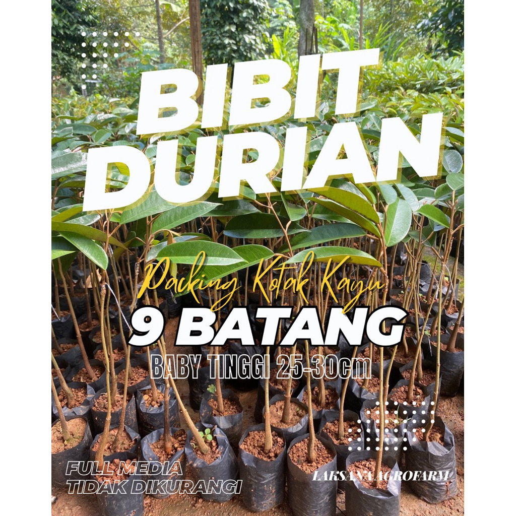 PAKET 9 BATANG BIBIT DURIAN OKULASI SAMBUNG PUCUK UKURAN BABY 25-30cm. JENIS DURI HITAM BAWOR SUPER 