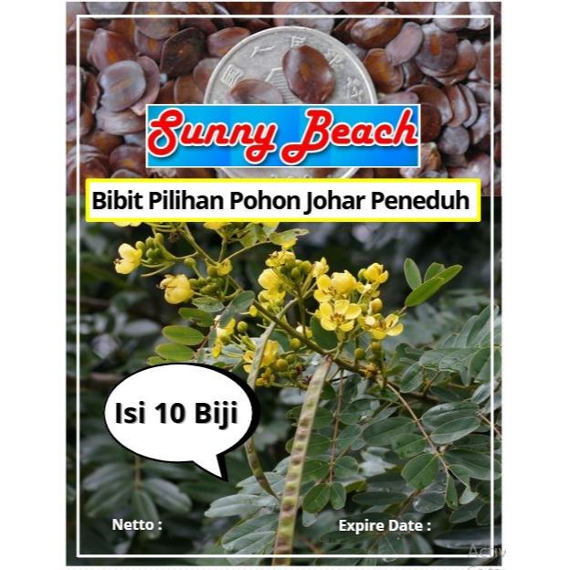 Bibit Pilihan Pohon Johar Peneduh | Biji Benih Pohon johar Peneduh | Juwar