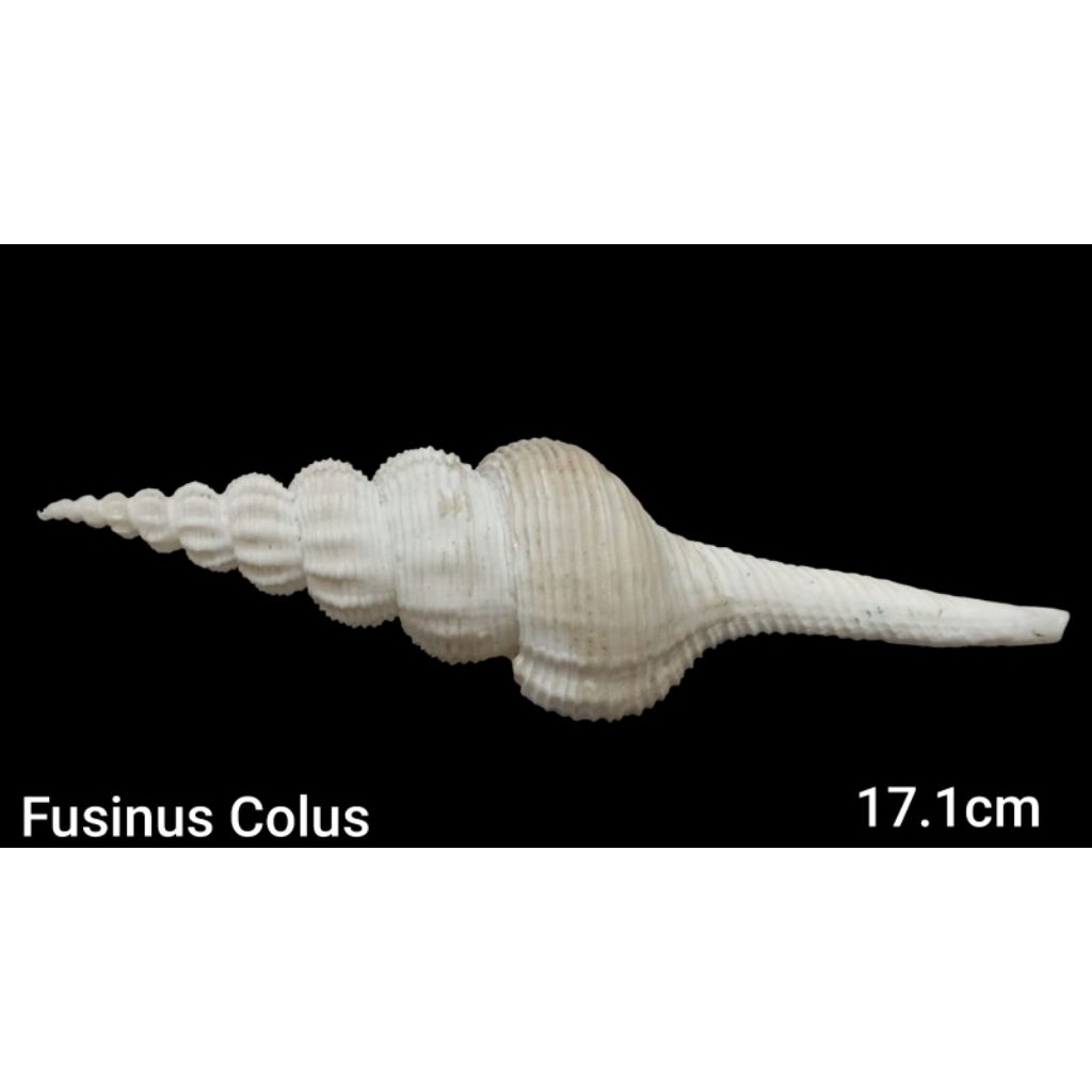 cangkang kerang Fusinus Colus