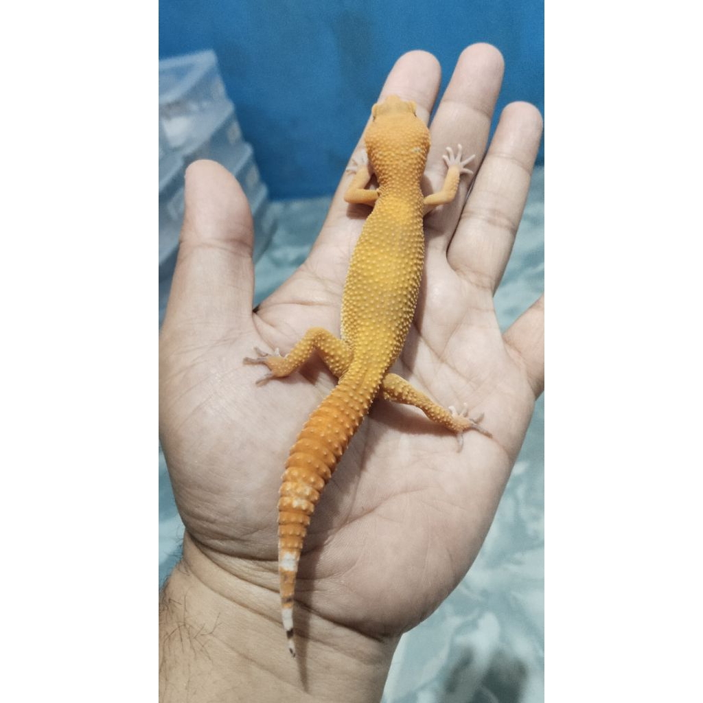 Mainan Leopard Gecko Sunglow F (ADS017)