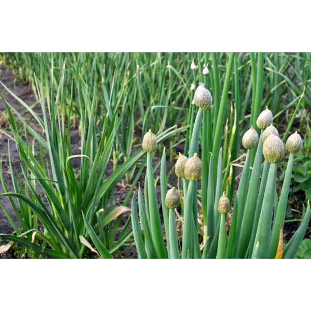 BIJI BERKUALITAS - BENIH TANAMAN DAUN KUCAI